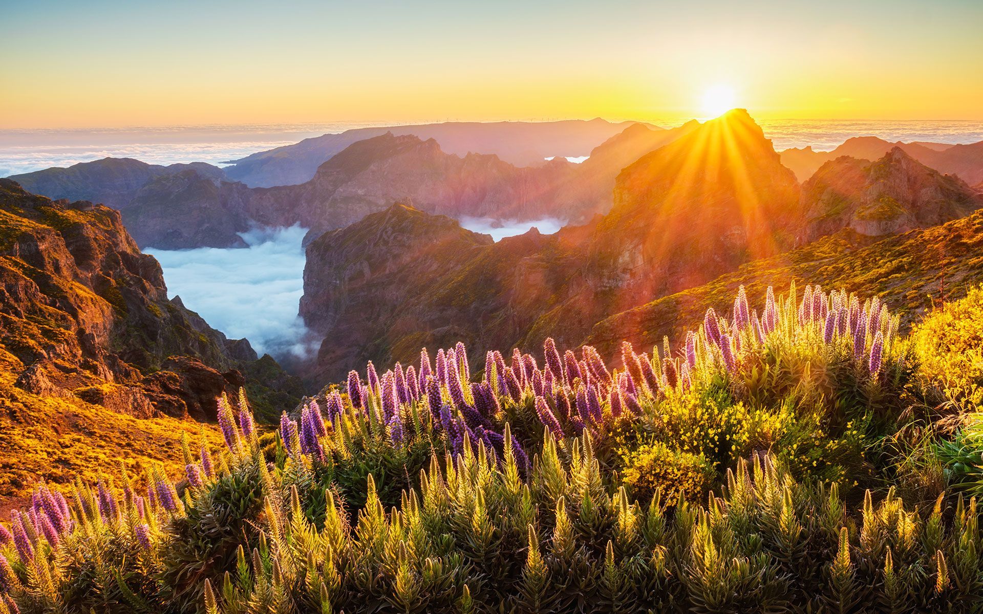 Sunrise over mountains, illuminating purple flowers in the foreground; clouds fill valley.