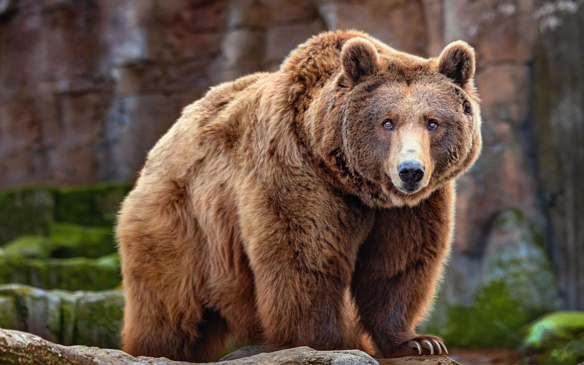 Brown bear stands on a rock formation with moss, gazing forward with a neutral expression.