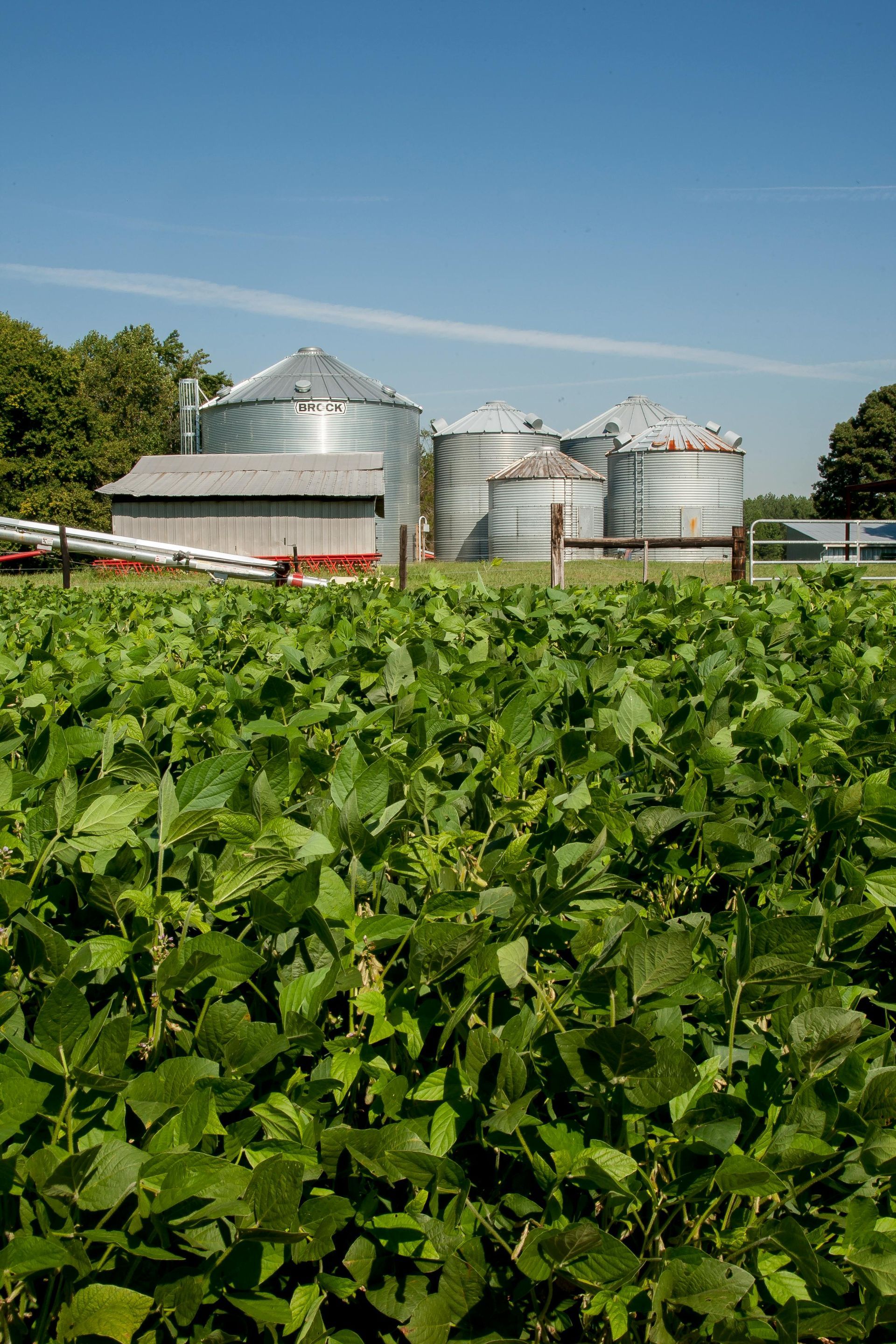 Soybeans