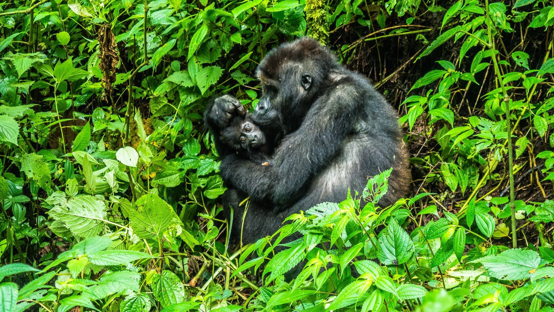 Congo junlge stockphoto