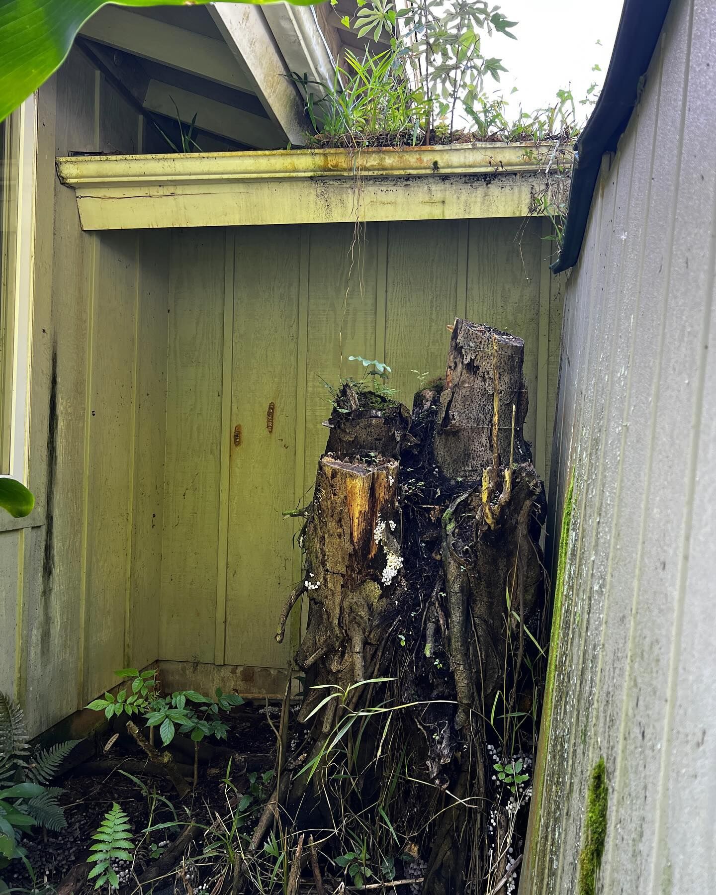 A tree stump is sitting in the corner of a building.
