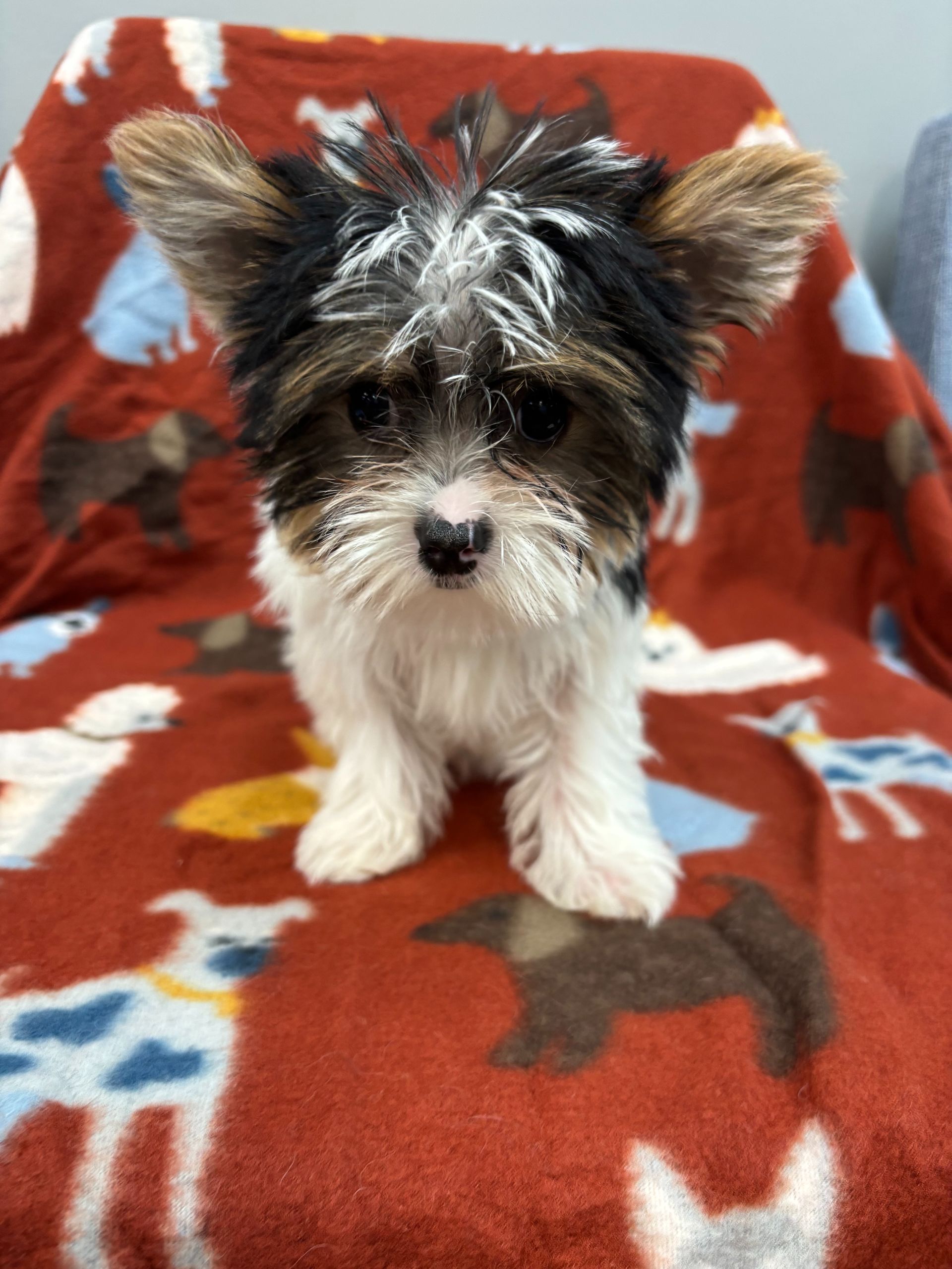 A small, black, white, and tan Biewer Terrier puppy with large ears, standing on a patterned blanket with dog drawings.