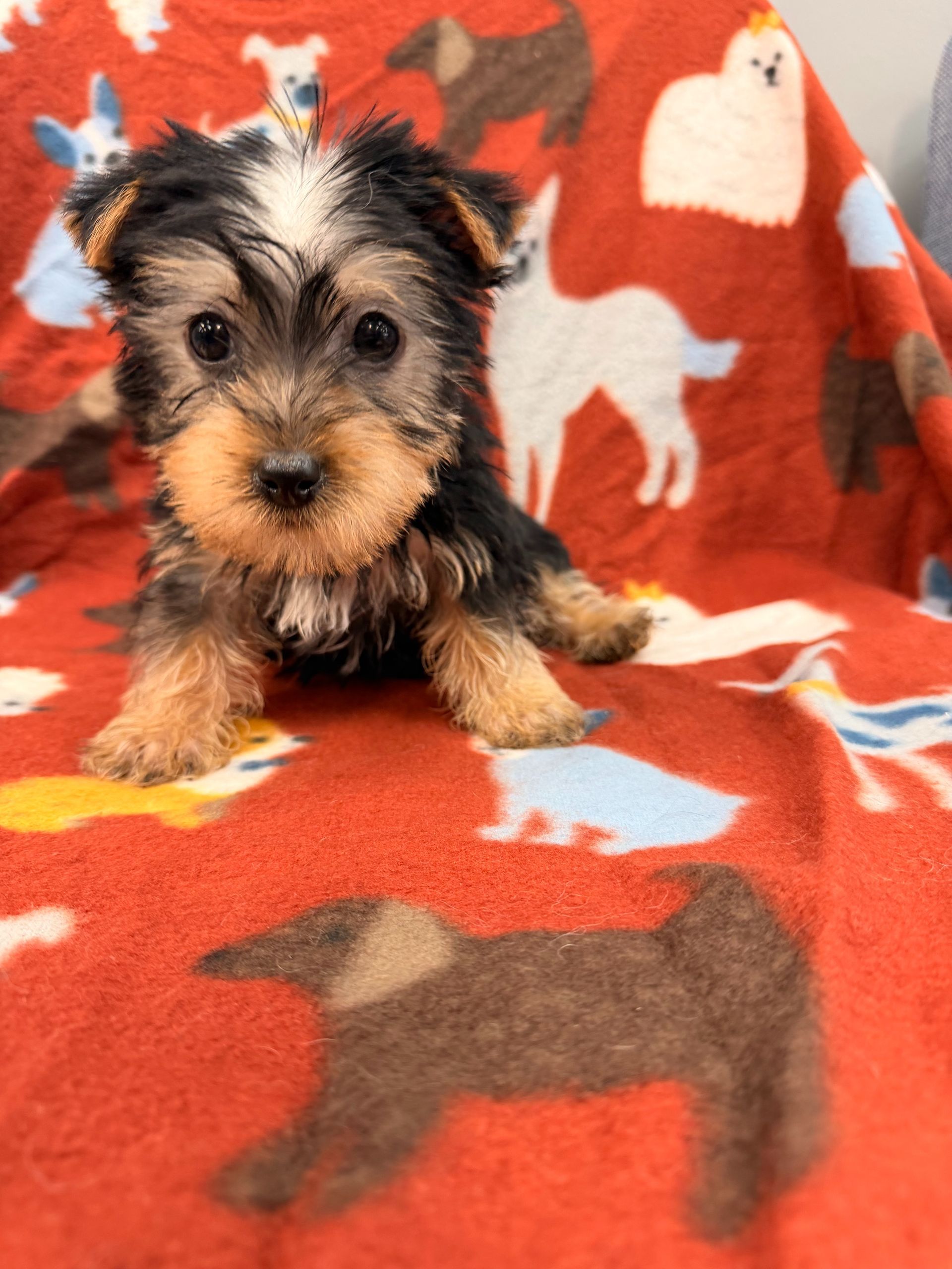 A small, fluffy Yorkshire Terrier puppy with tan and black fur sits on a red blanket patterned with white dog silhouettes.