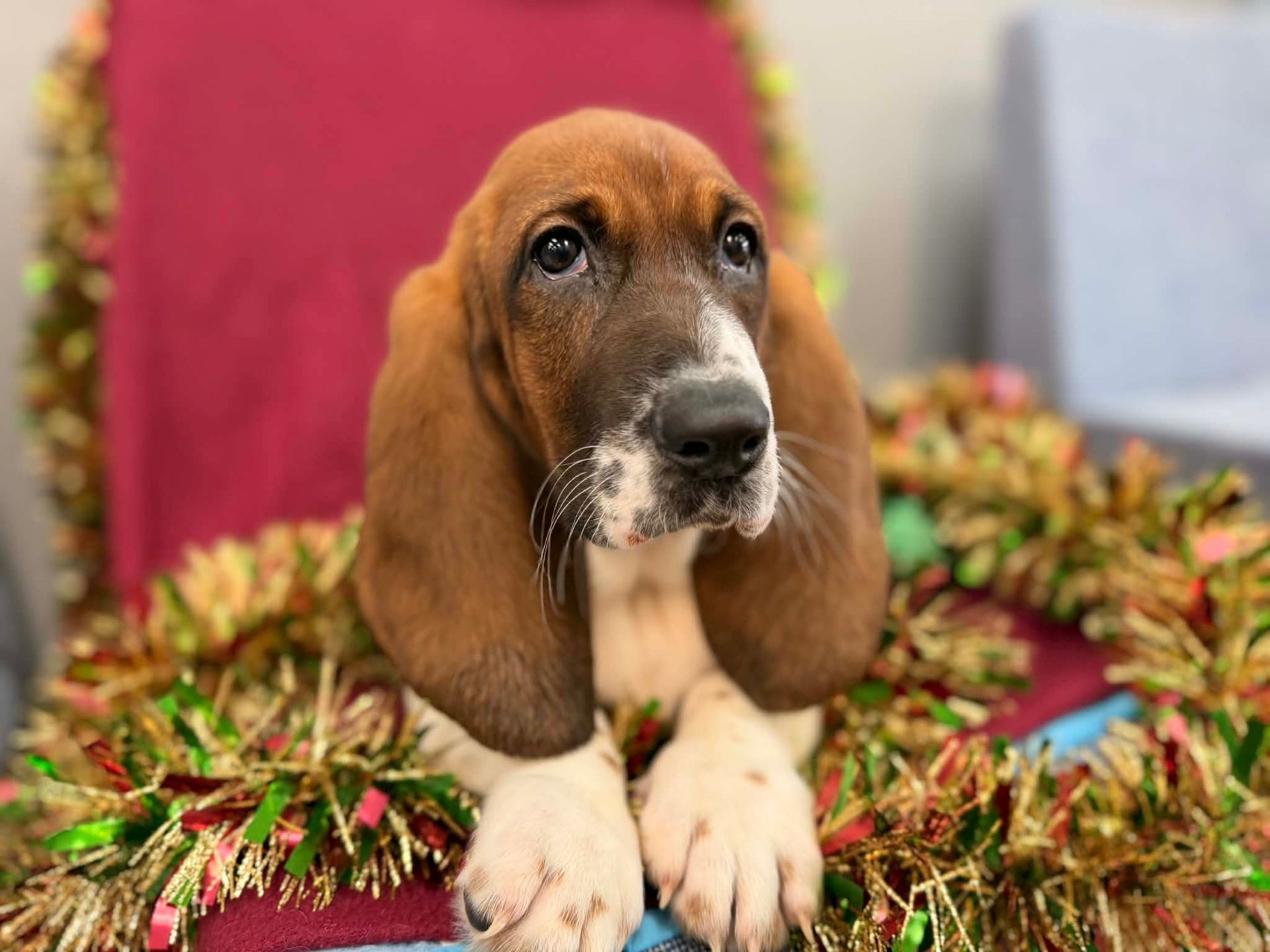 A Basset Hound puppy sits surrounded by gold and red tinsel, looking upward with a curious expression.