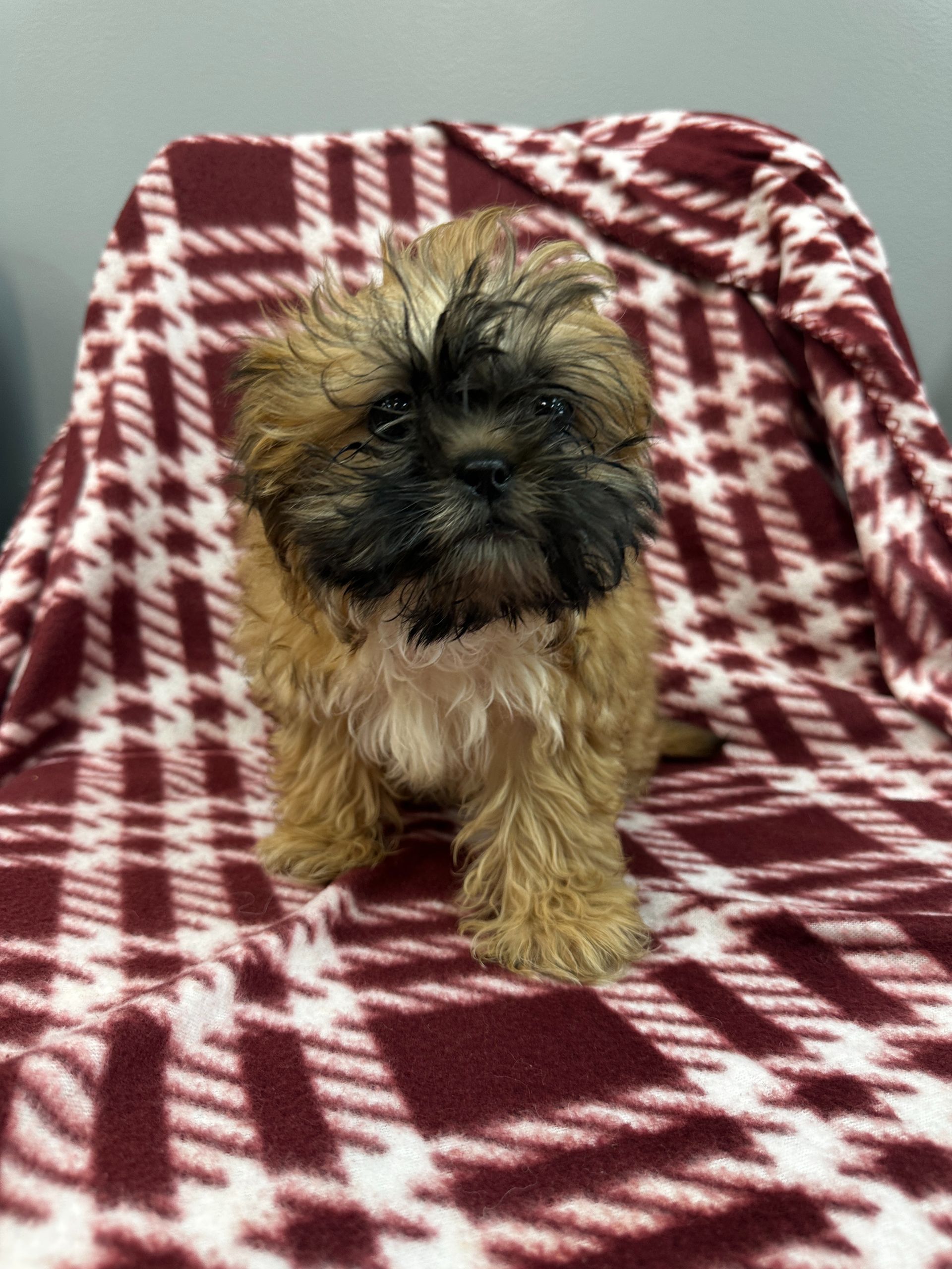 A small, fluffy, brown and black puppy sits on a red and white plaid blanket.