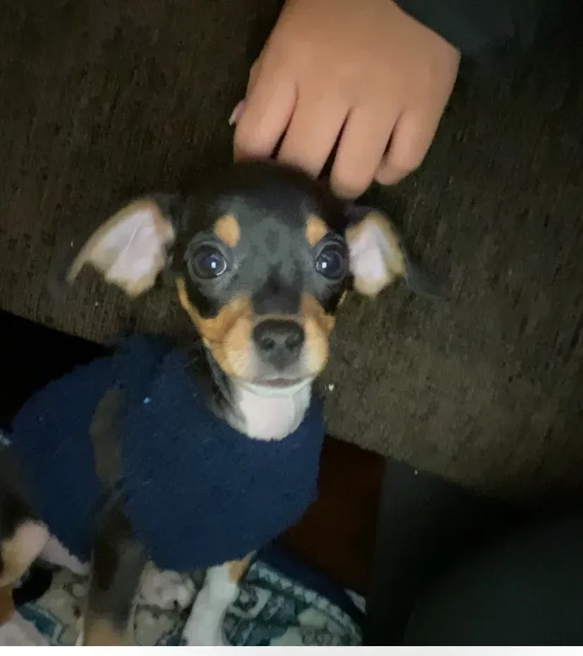 A small, black and tan puppy in a blue sweater looks up at a hand reaching to pet its head.