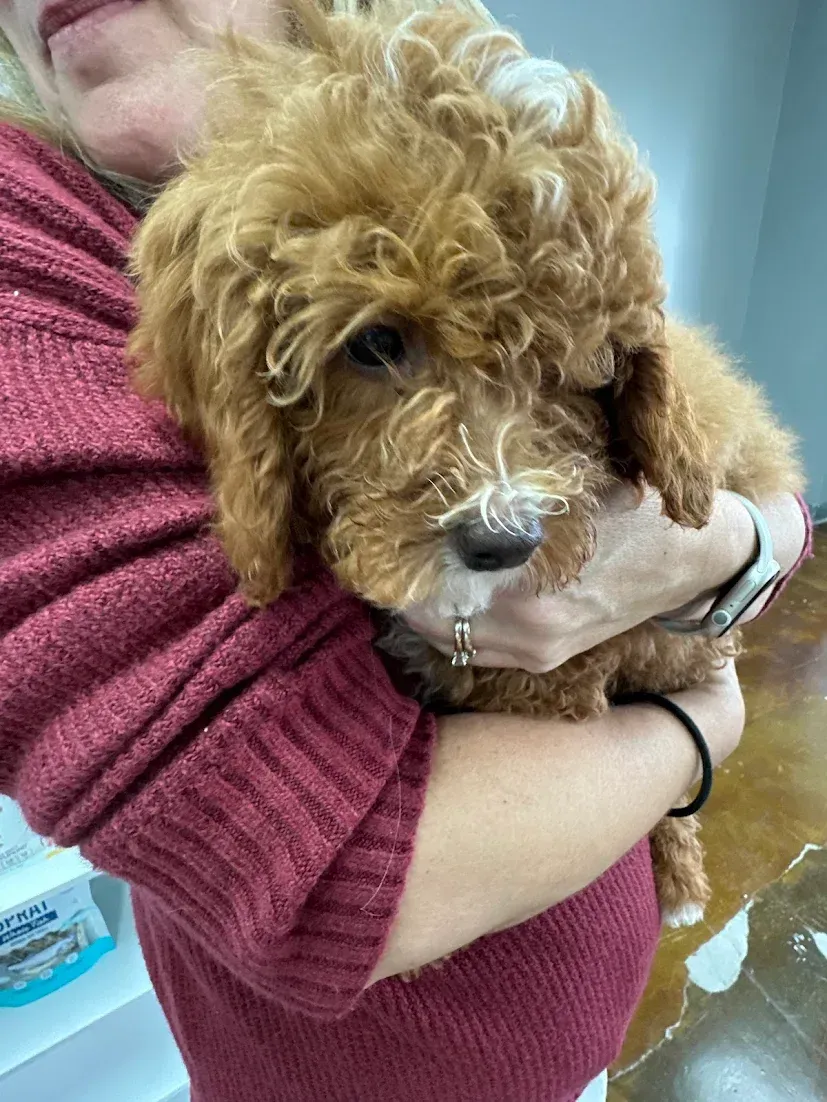 A person in a maroon sweater holding a fluffy, curly-haired golden-brown puppy with a small white patch on its nose.