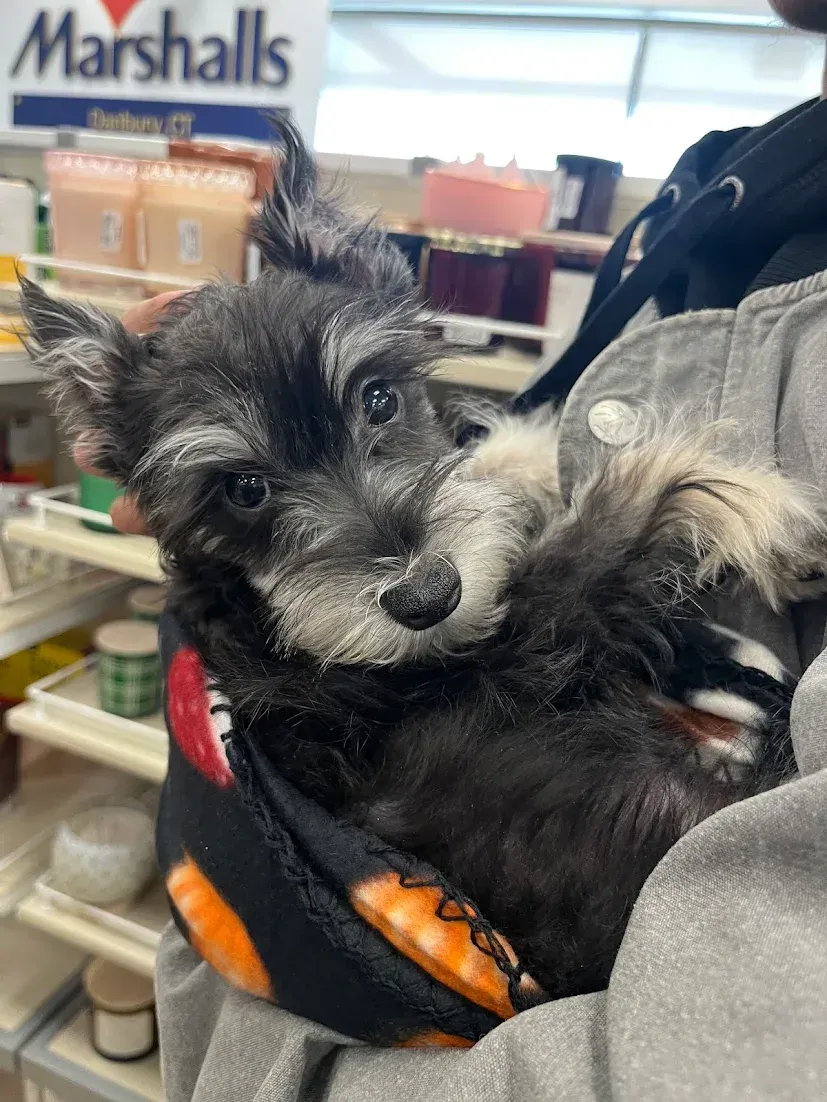 A small black and gray Schnauzer puppy being held in a patterned pouch while at a Marshalls store.