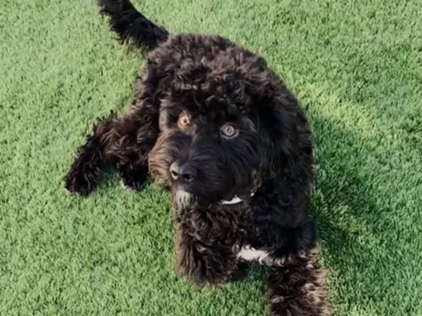 A small black dog is lying on top of a green field.