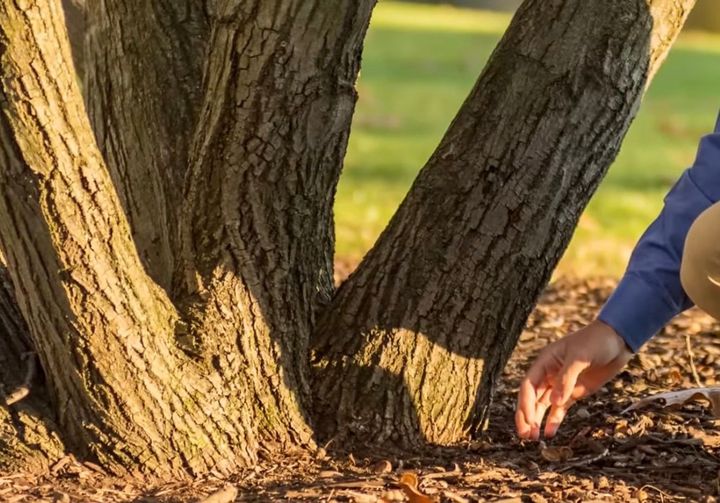 Tree health in Waukee, IA