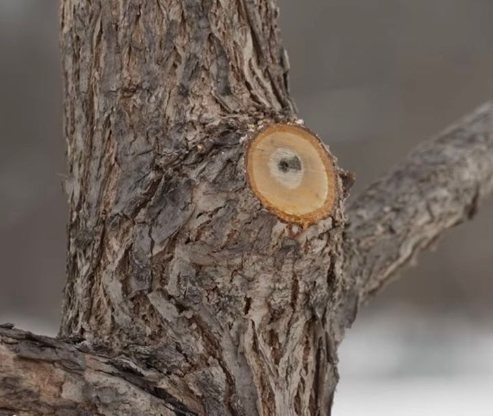 Tree Trimming in Waukee, IA