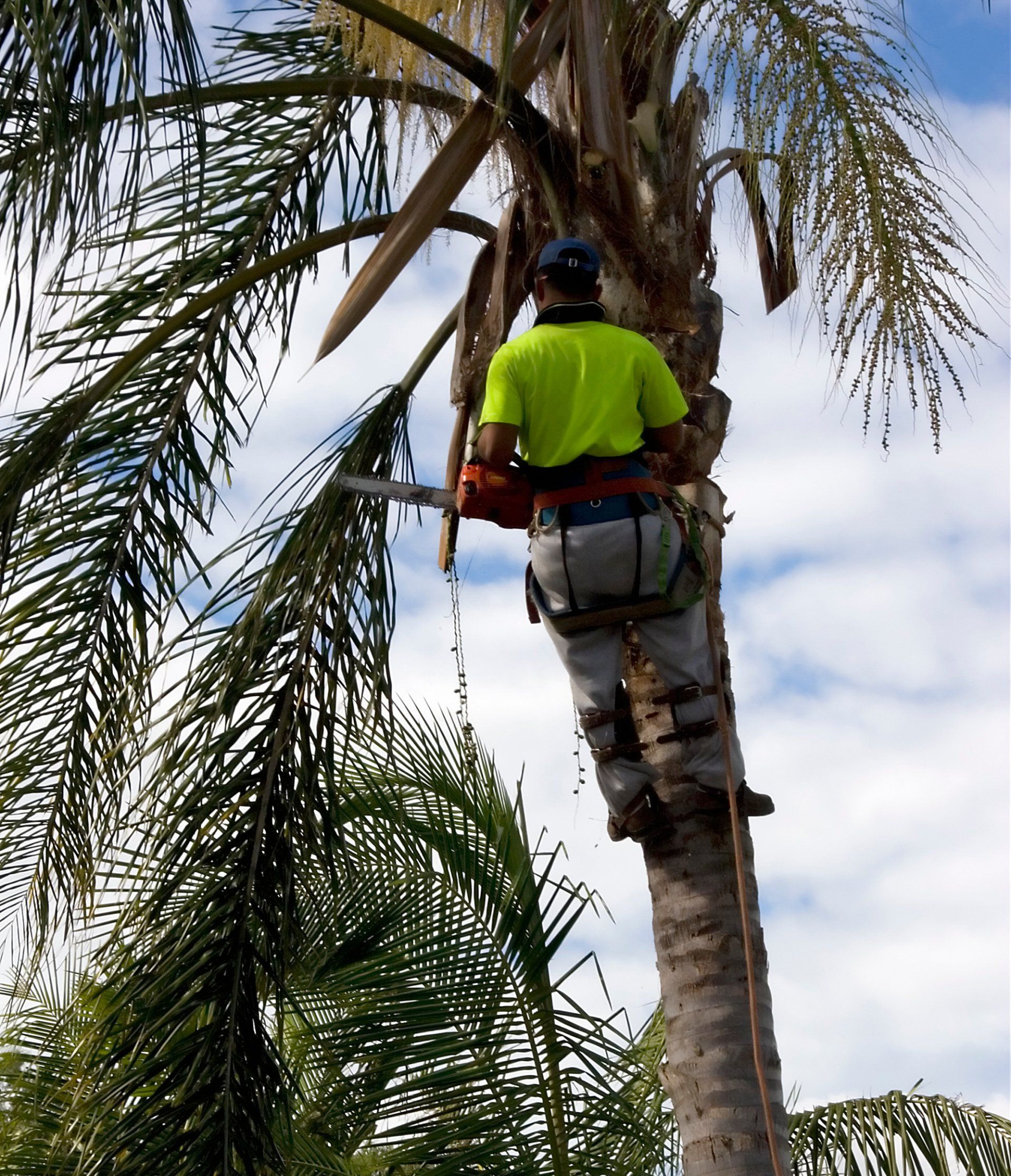 A man is climbing a palm tree with a chainsaw