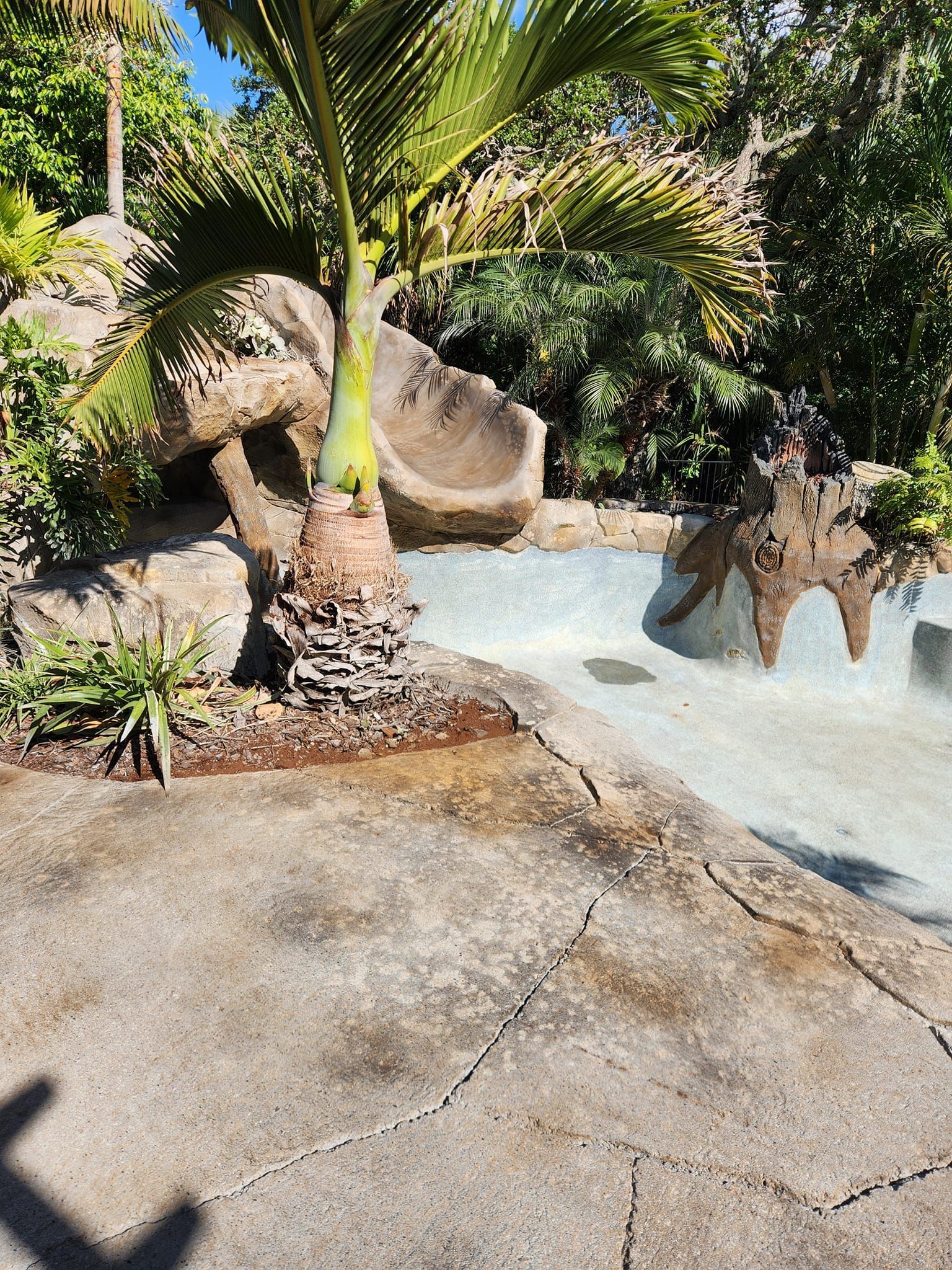 Palm tree and rocky landscape surround a shallow, empty pool.