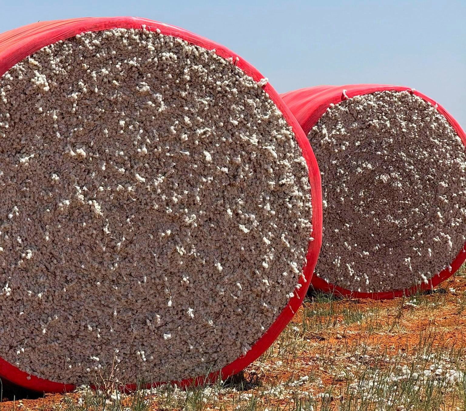 Test bales of cotton