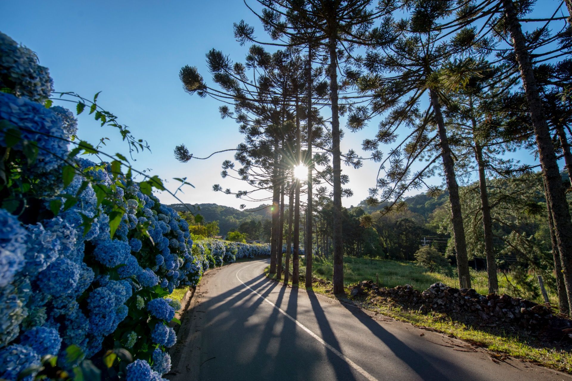 Estrada sinuosa e ensolarada ao lado de hortênsias azuis e árvores altas ao pôr do sol.