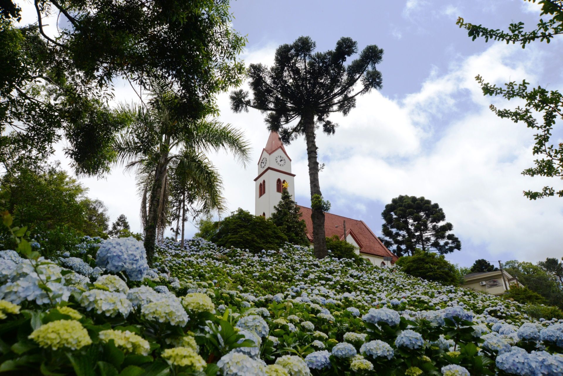 Hortênsias azuis em flor num jardim com palmeiras altas e uma torre de igreja branca sob um céu nublado.