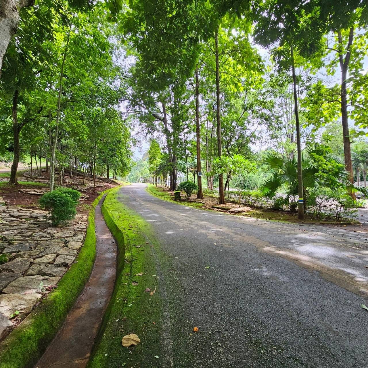 A road that is surrounded by trees and grass.