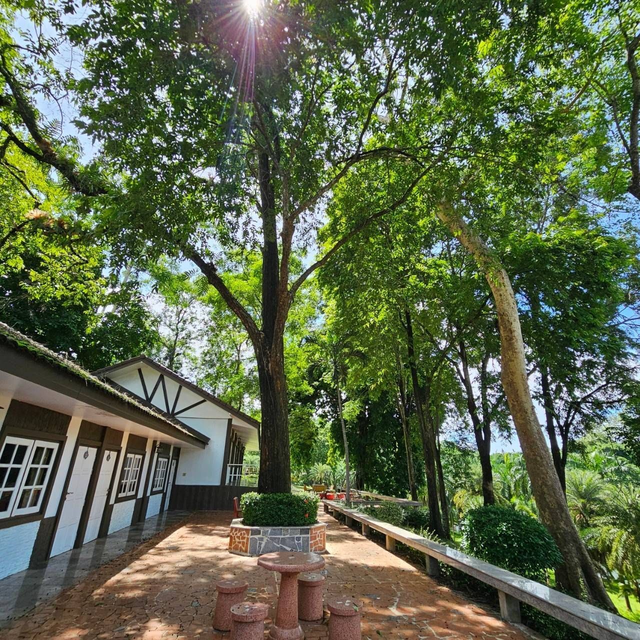The sun is shining through the trees in front of a house