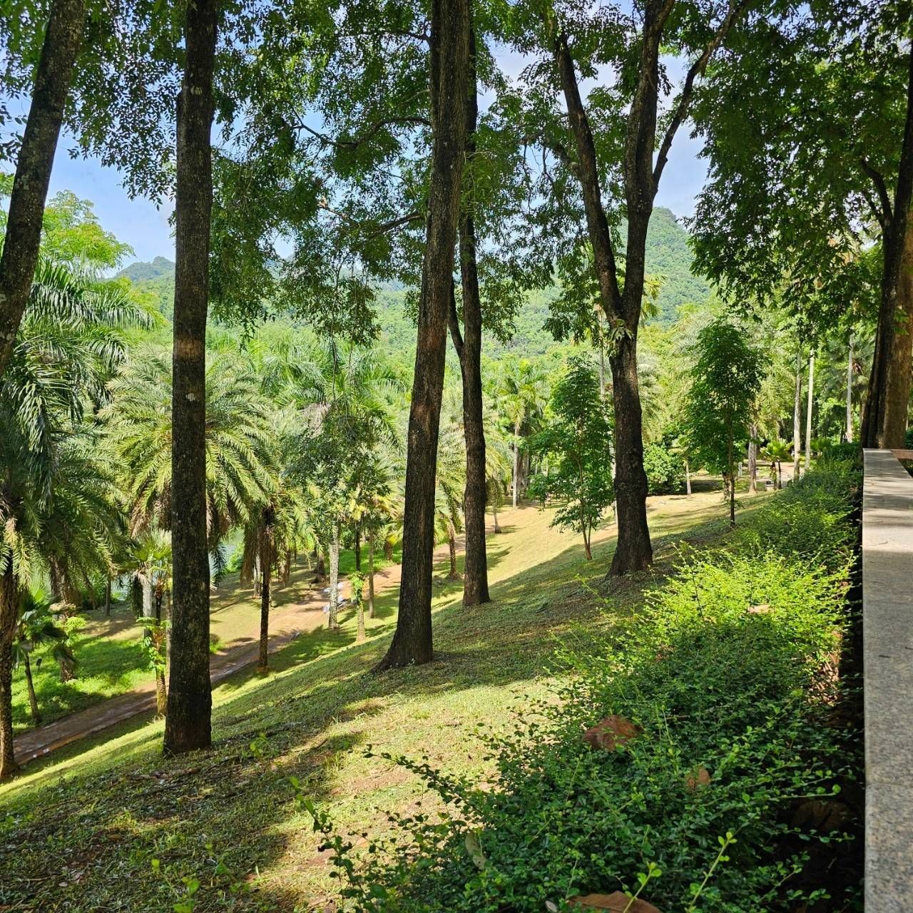A lush green forest with trees and bushes on a hillside