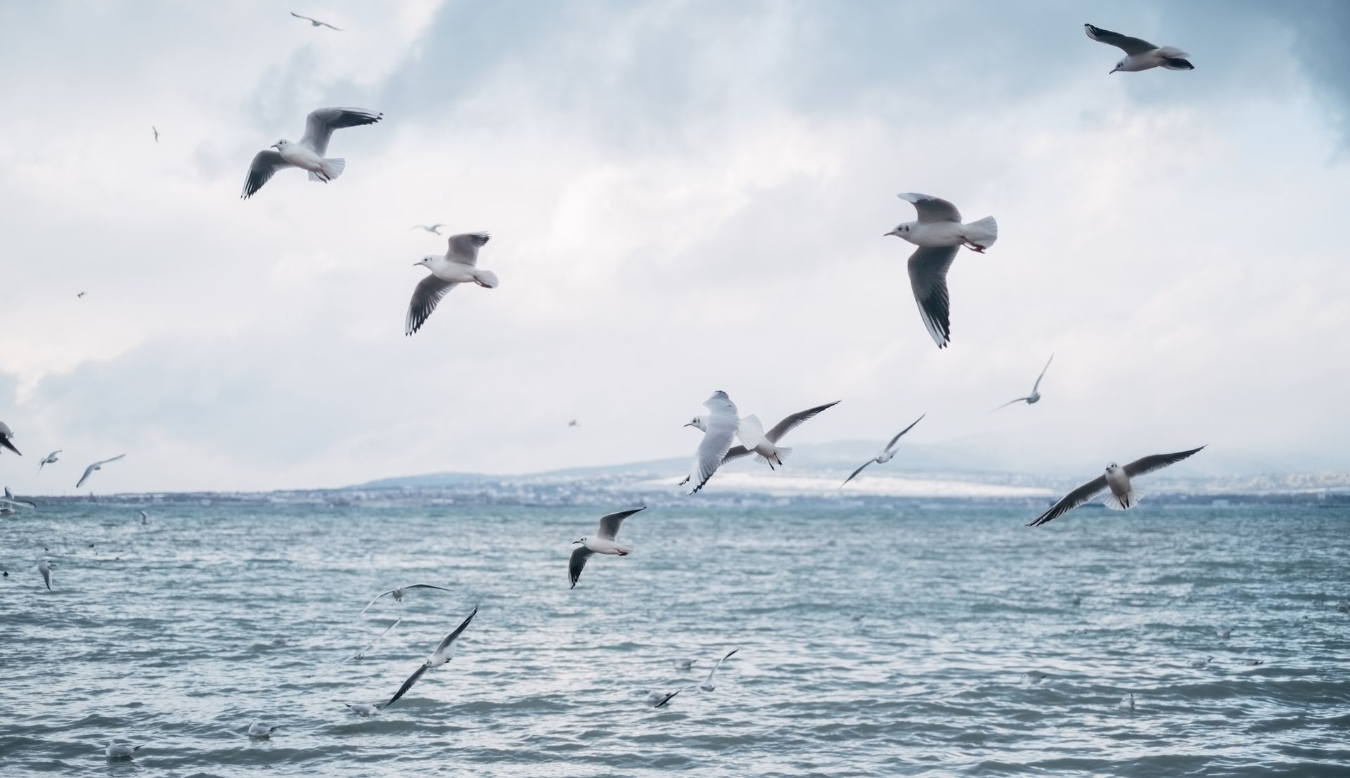 seagulls