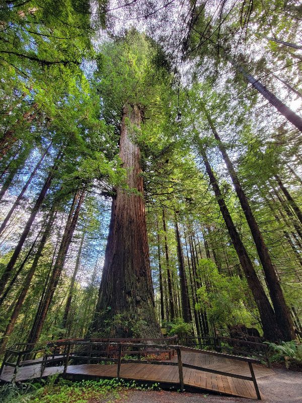 grove of titans