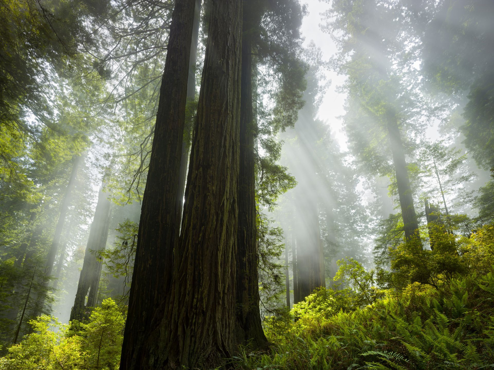 Del Norte Coast Redwoods