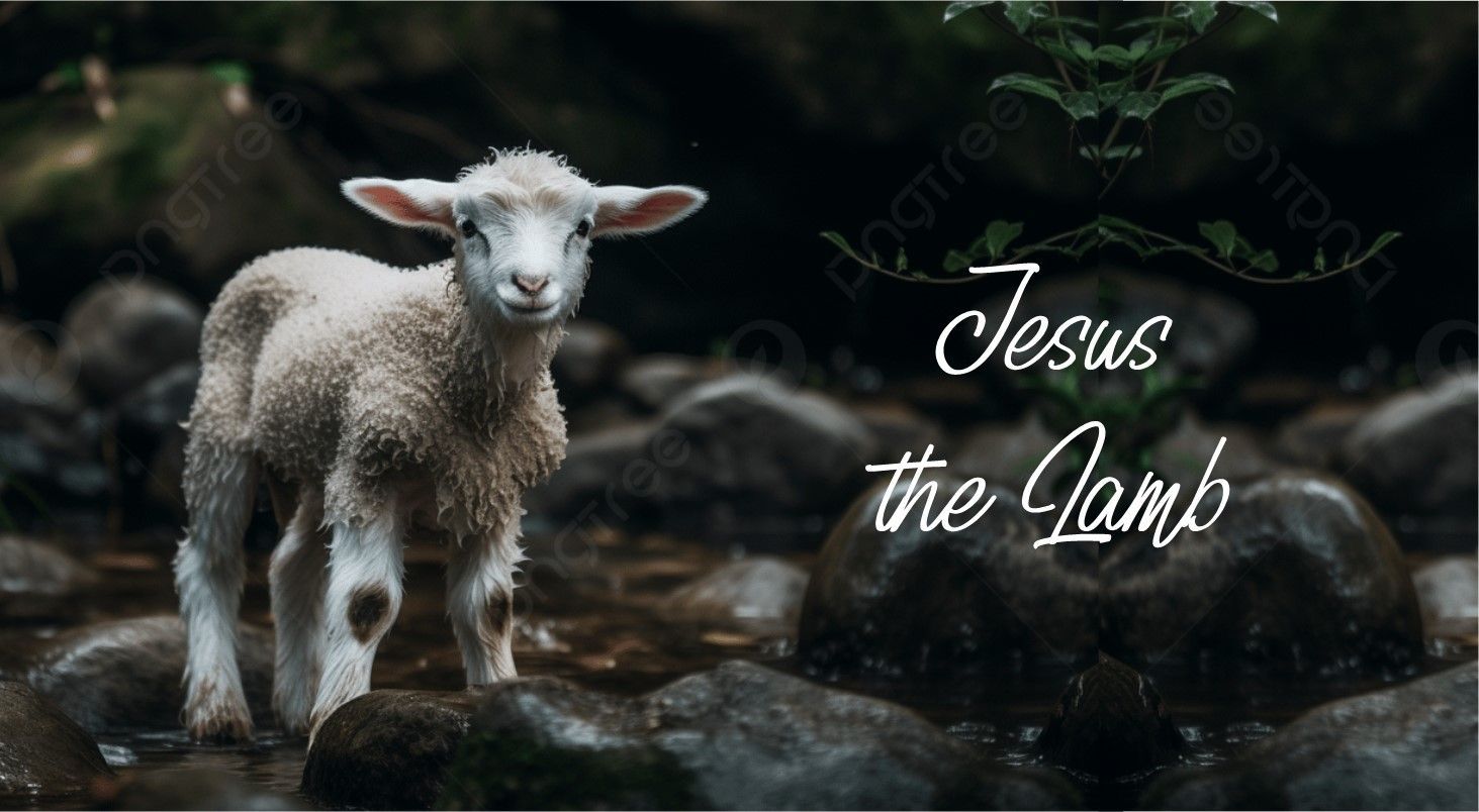 A baby sheep is standing on a rock in a stream.