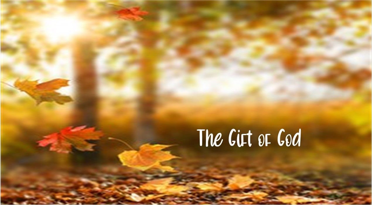 Autumn leaves are falling from the trees in a forest.