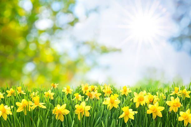 Field of yellow daffodils in green grass, under a bright, sunny blue sky.