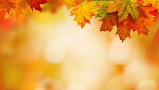 A bunch of autumn leaves are hanging from a tree.