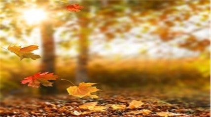 Autumn leaves are falling from the trees in a forest.