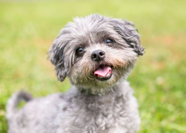 A small gray dog is sitting in the grass with its tongue out.