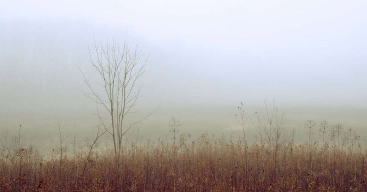 There is a tree in the middle of a field in the fog.