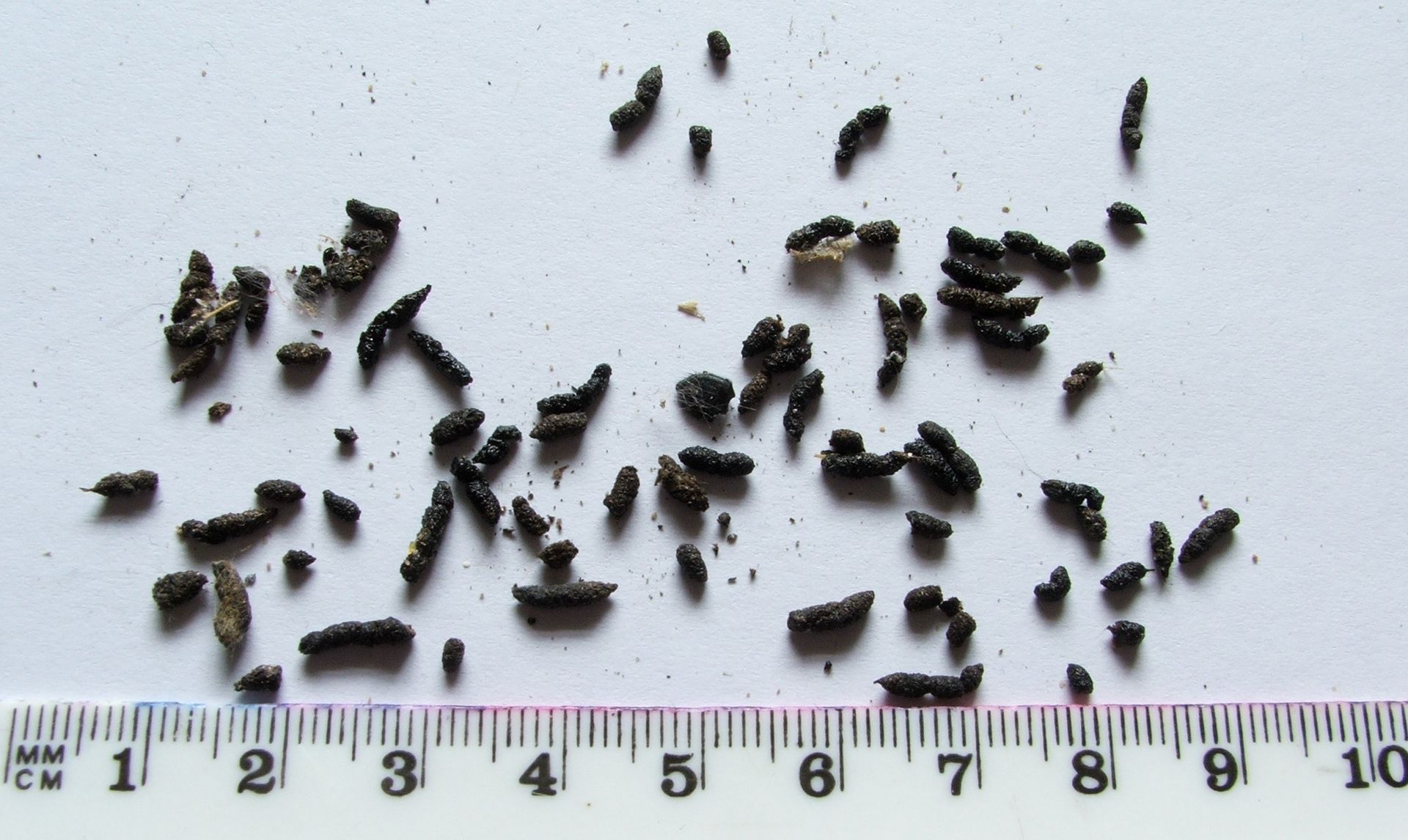 bat droppings