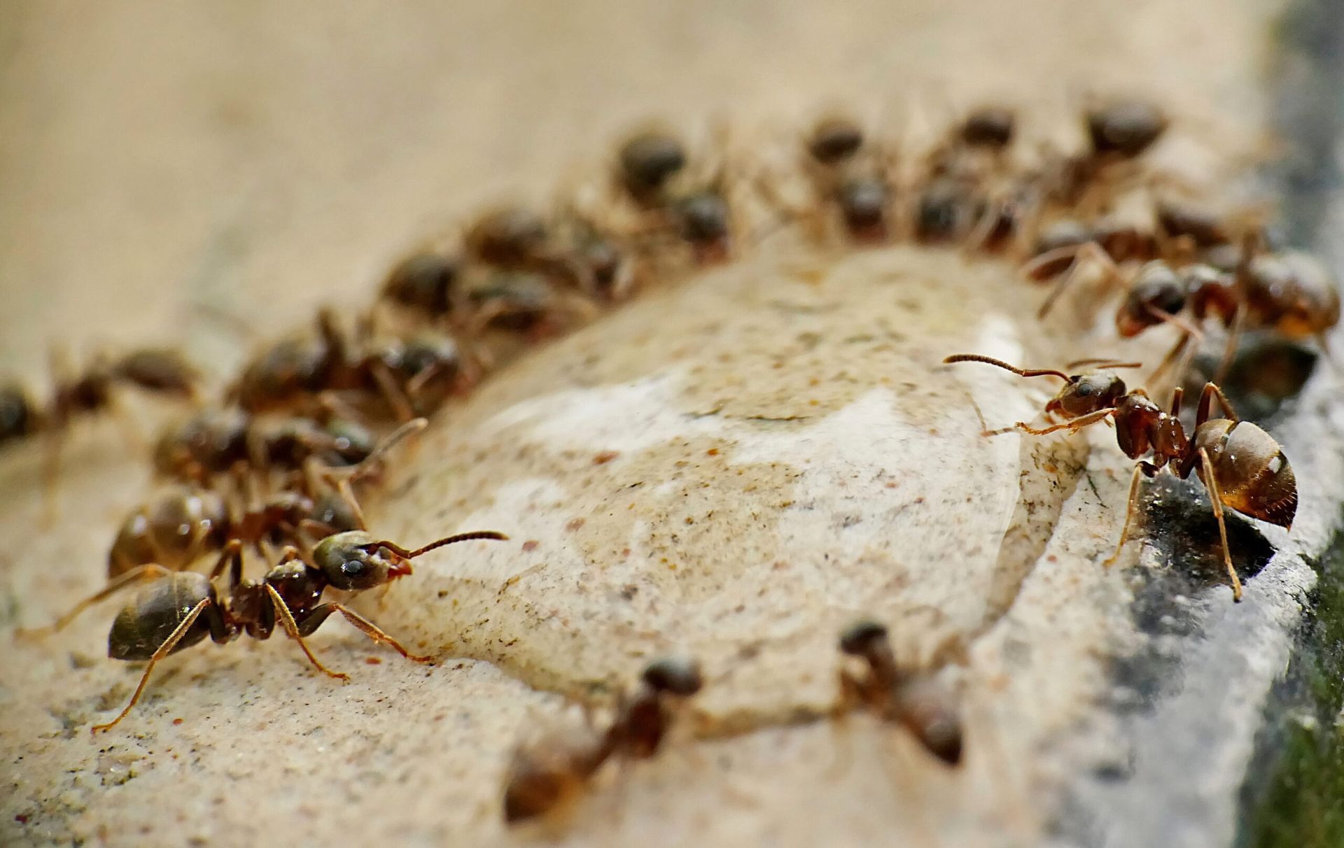 A group of ants are crawling on a piece of food.