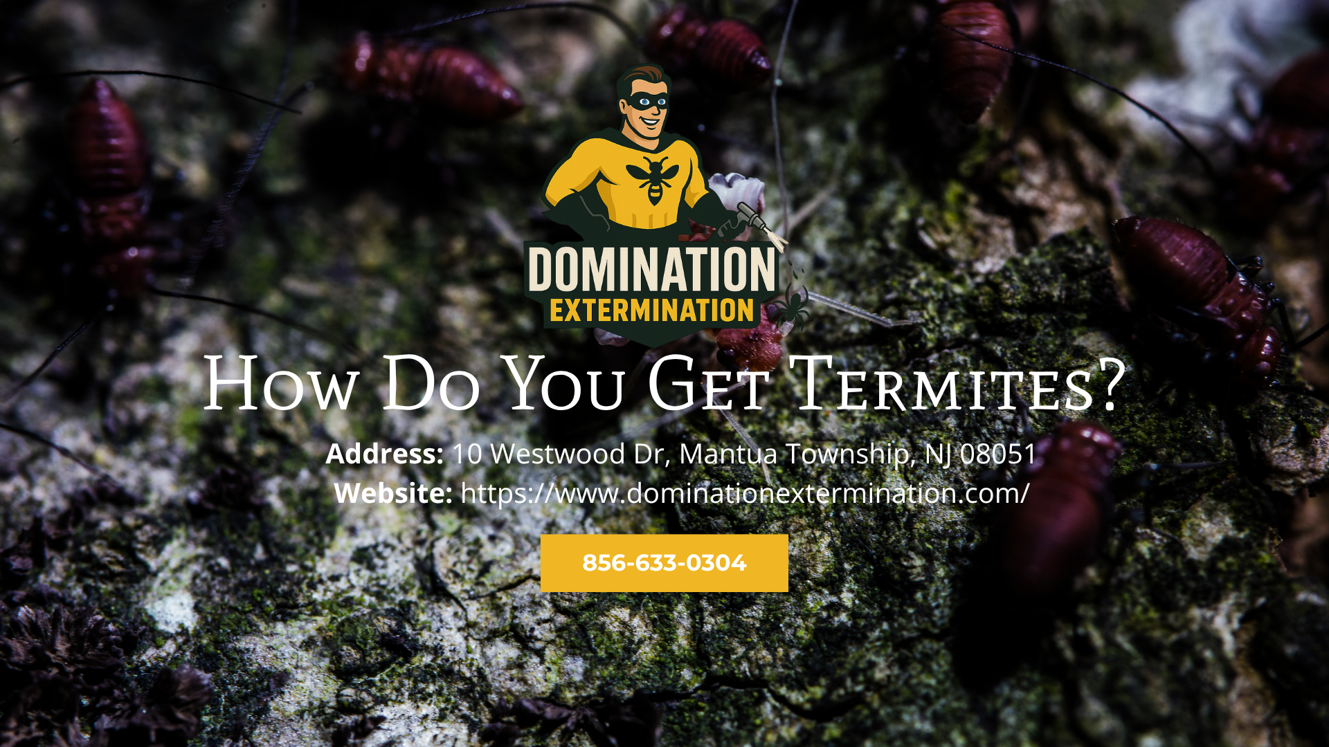 Termite Control