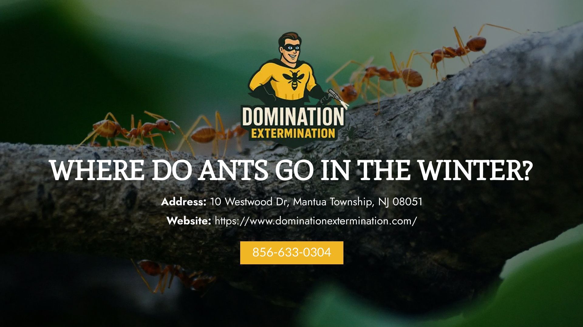  Ants In The Winter