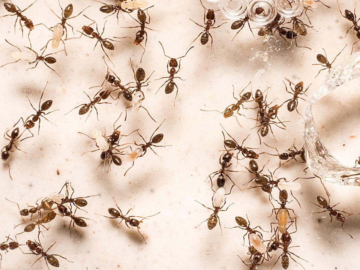 A bunch of ants are crawling on a white surface.