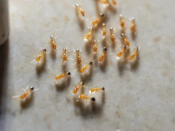 A group of ants are crawling on a white surface.