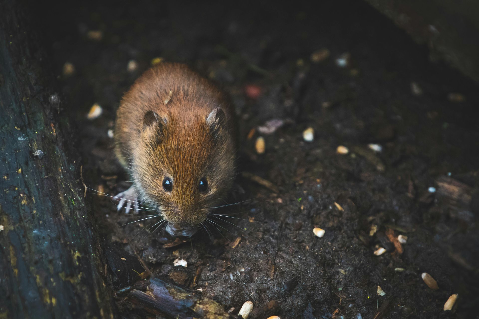 Brown vole on dark ground, surrounded by seeds.