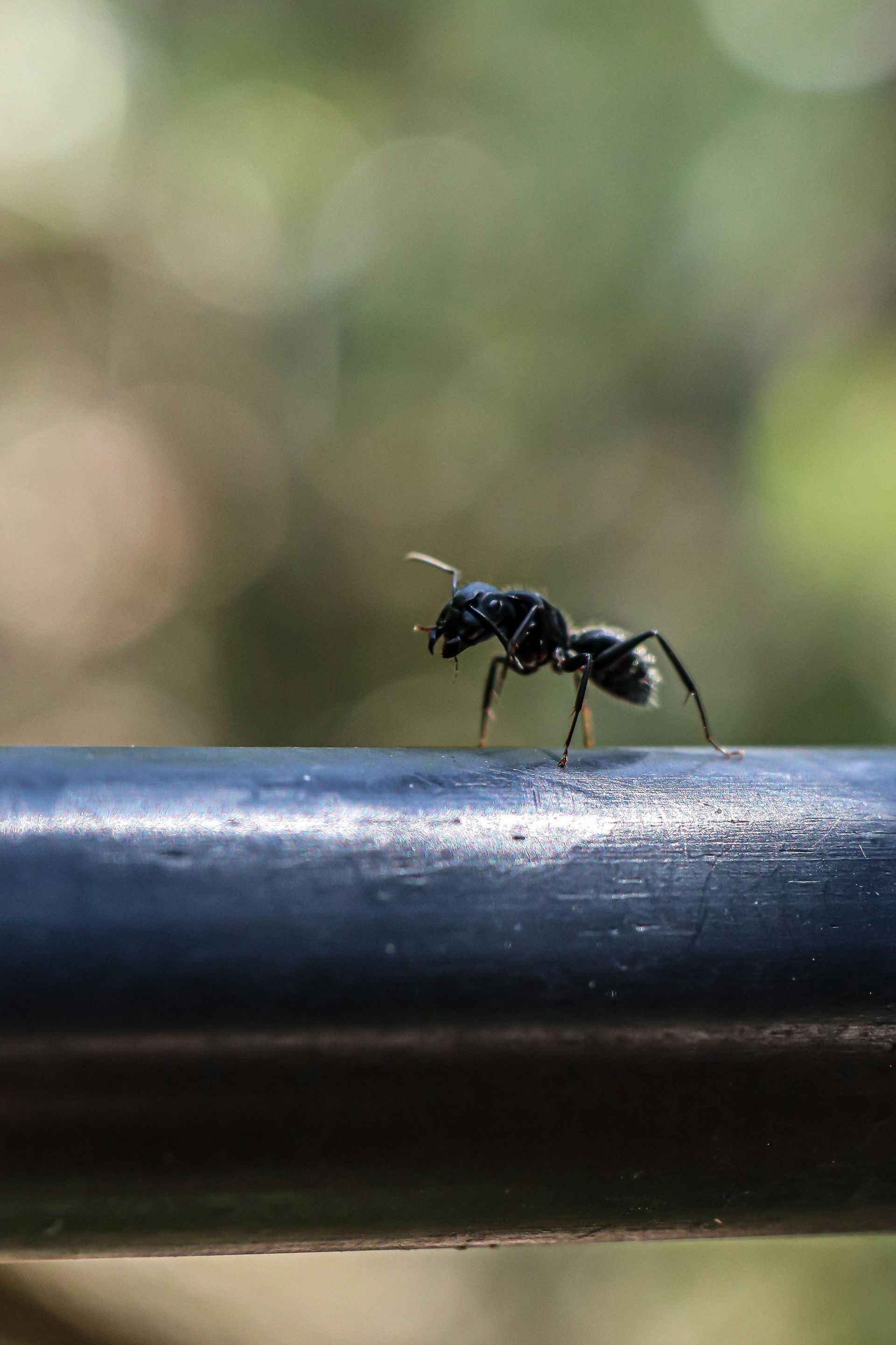 A black ant is walking on a metal railing.