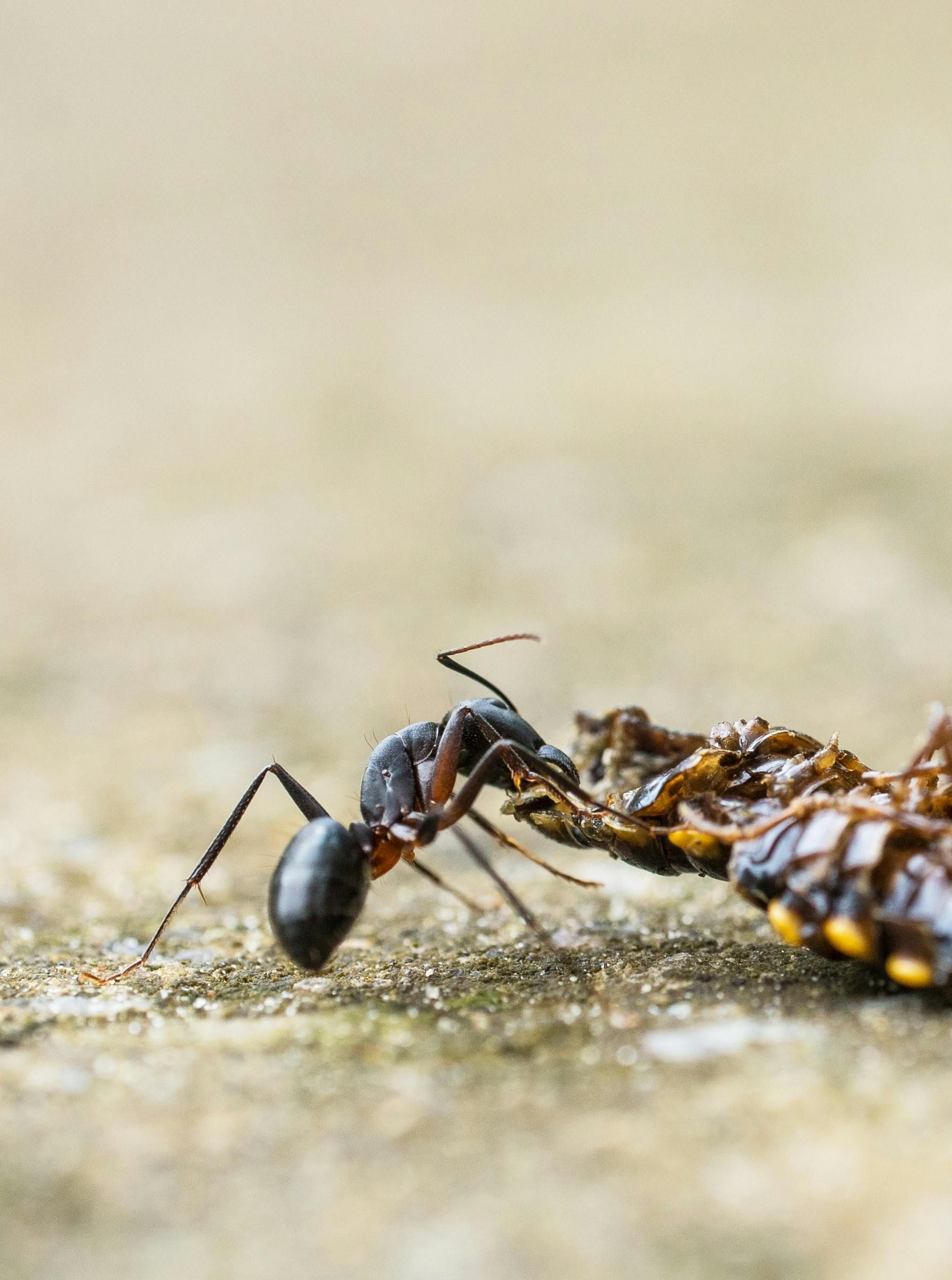 A black ant is eating a piece of food on the ground.
