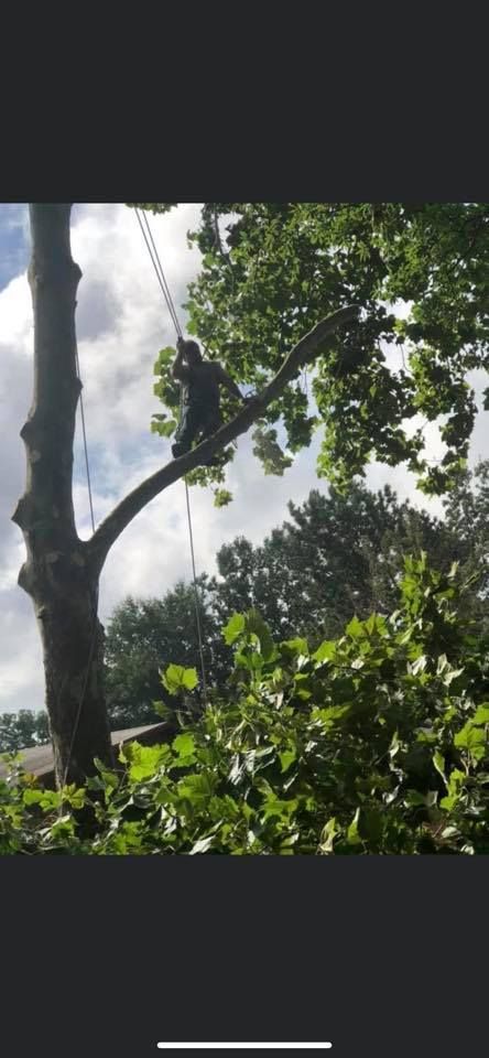 A person in a tree trimming a branch, using ropes and equipment.