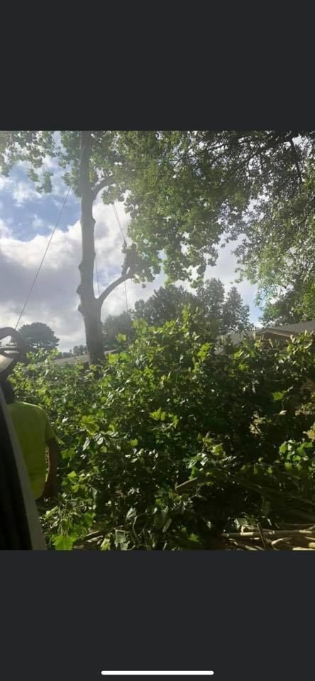 Tree being trimmed by a person in a tree, cloudy day, green foliage.