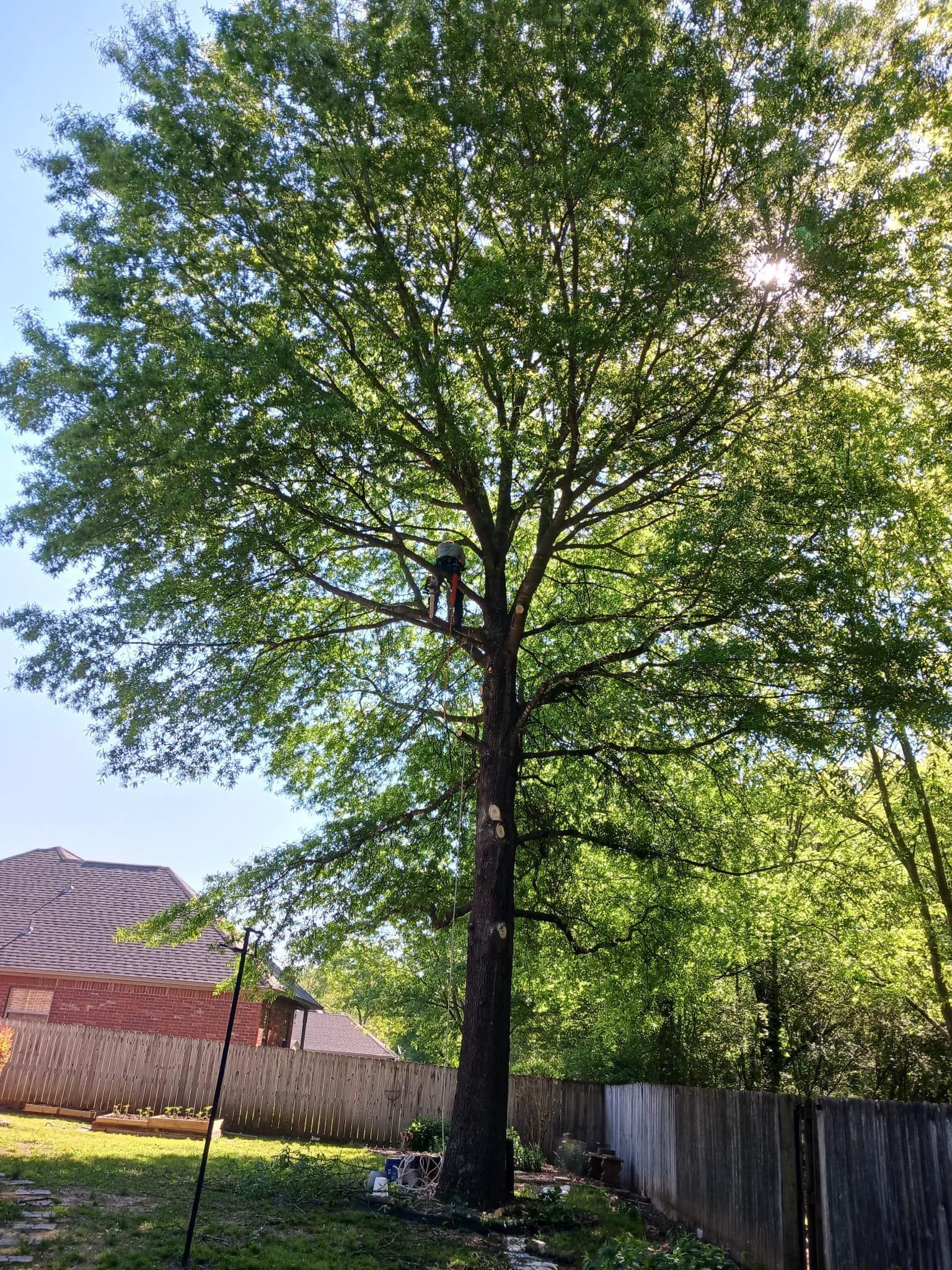Person in tree, pruning. Green foliage, sunny backyard, wooden fence.
