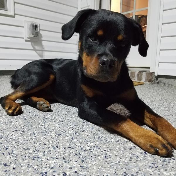 Black and tan puppy lying on a porch step, looking at the camera.