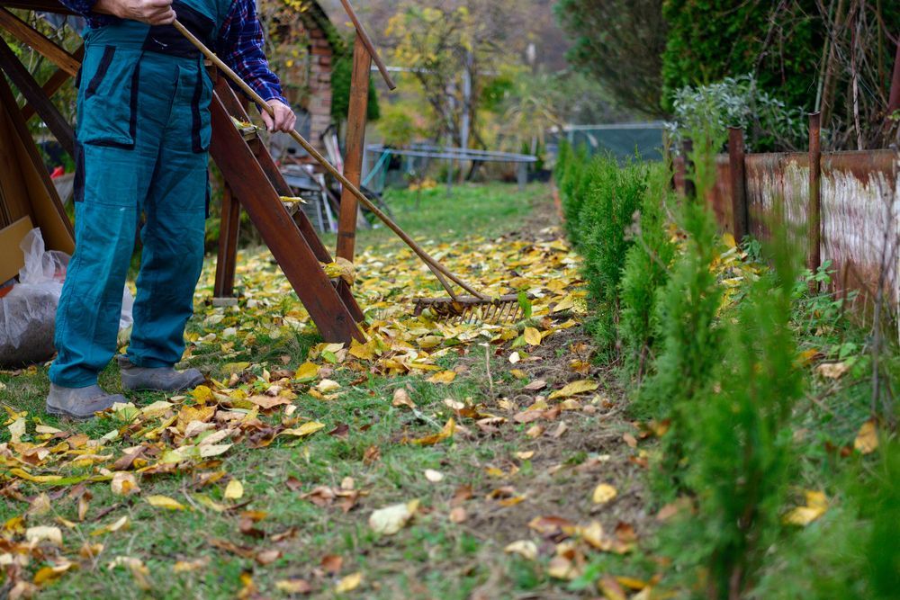 A man is raking leaves in a garden with a rake.