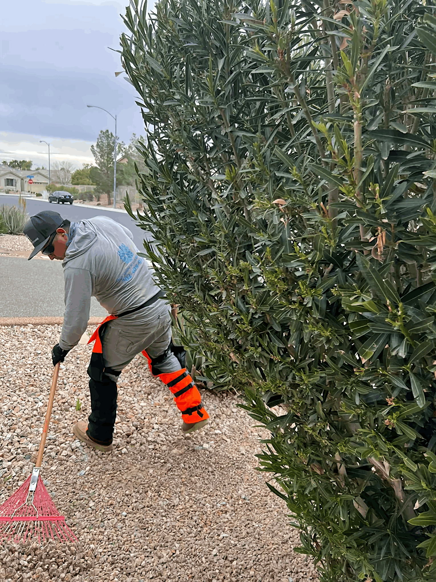 Worker raking gravel beside a tall green hedge on a roadside path