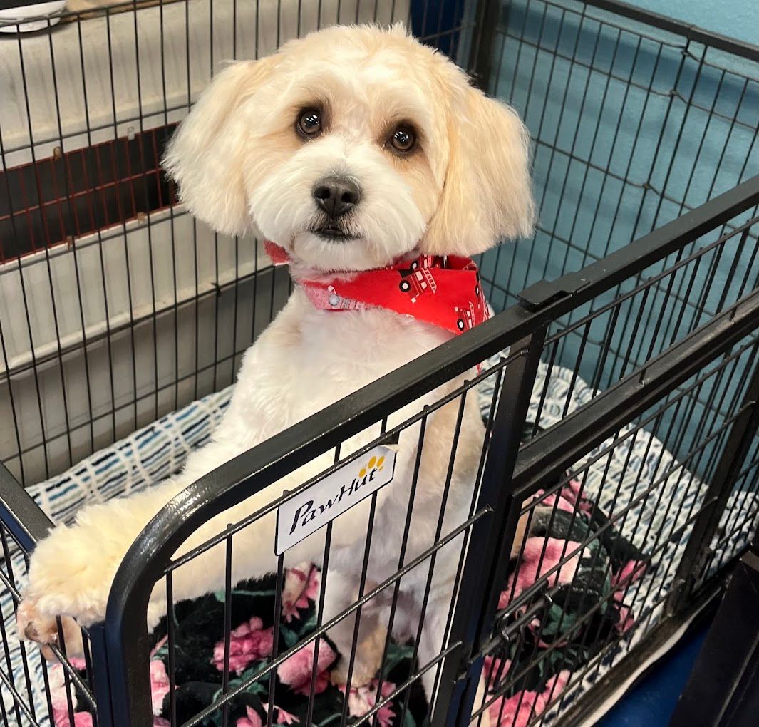 dog grooming close to me