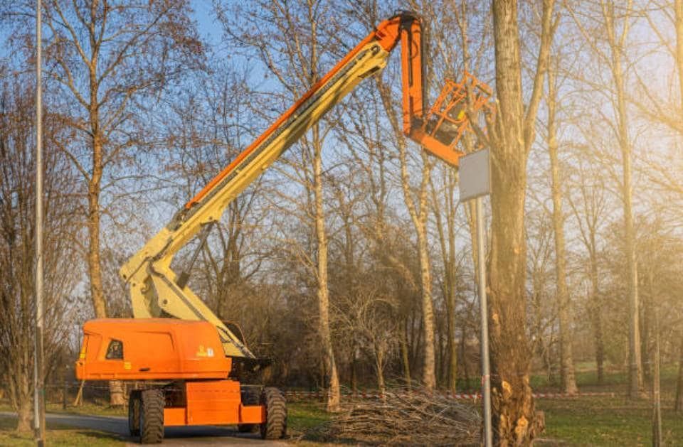 A crane is cutting a tree in a park.